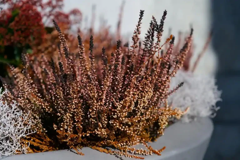 Fleurs d&rsquo;hiver pour jardinière d&rsquo;extérieur : la méthode pour une potée qui tient de novembre à mars