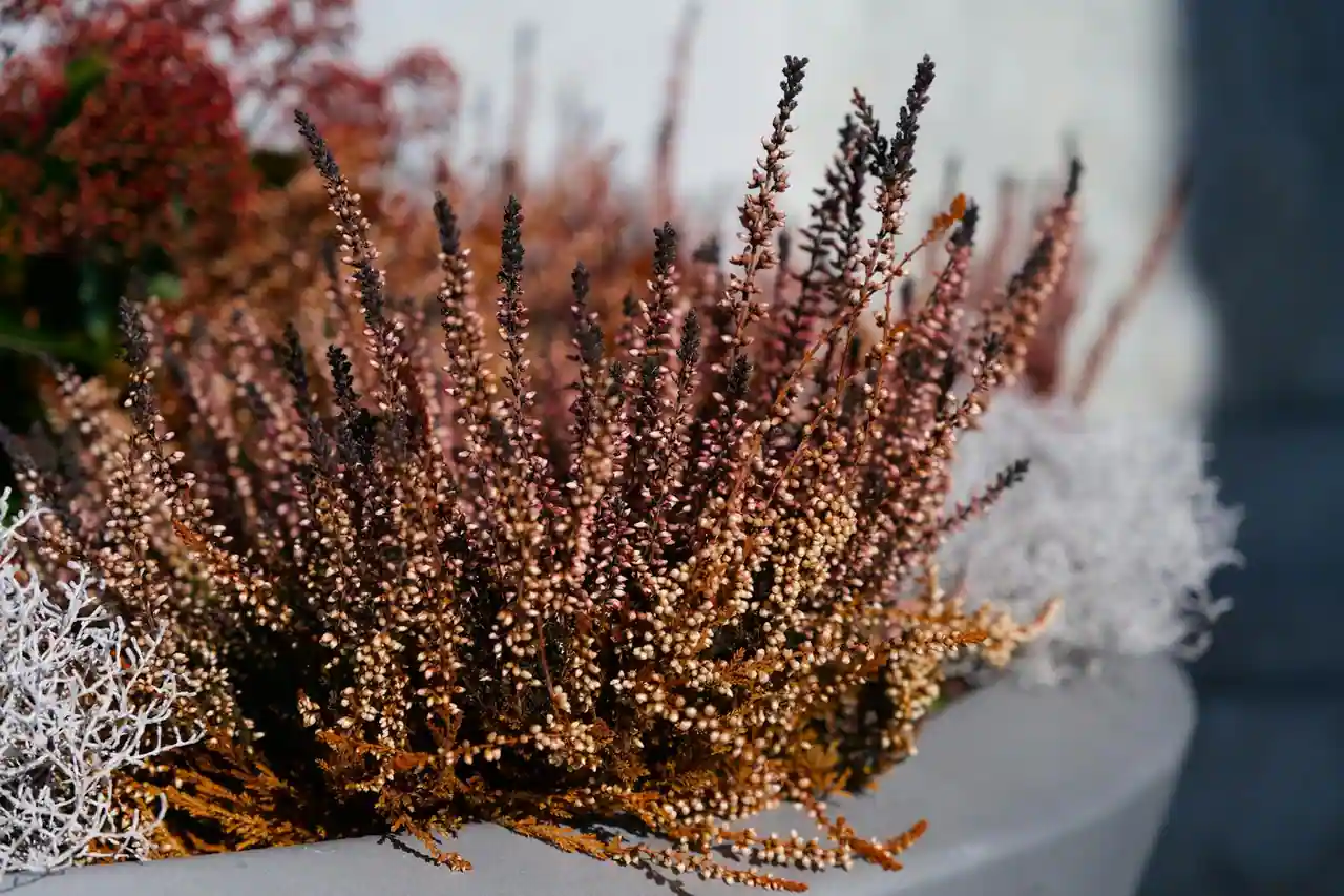 Jardinière d'extérieur fleurie en hiver avec pensées violettes et bruyère rose