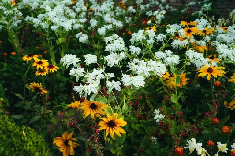 Parterre de fleurs devant maison : plantes, agencement et entretien