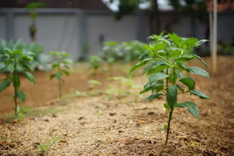 Calendrier potager lunaire : la logique, l&rsquo;usage et ce qu&rsquo;on peut en attendre