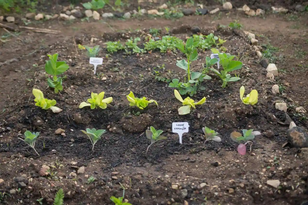 Jeunes plants de légumes en train de pousser dans un carré de potager.