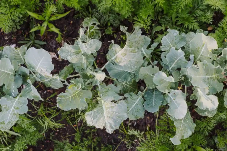 Le Jardin des Loups : le projet permaculture de Nouvelles Élégances